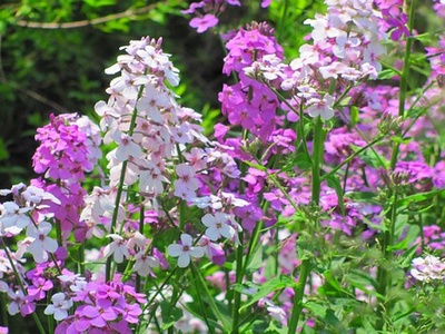 White Garden Phlox