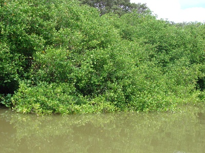 White mangrove