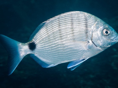 White seabream