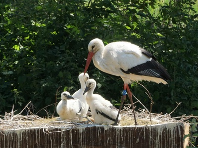 White stork
