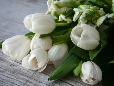 White Tulip