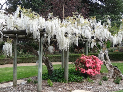 White Wisteria