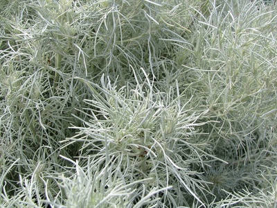 White wormwood