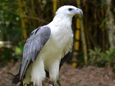 White‑bellied sea eagle