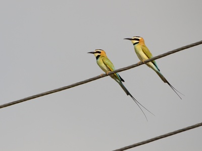 White‑throated Bee‑eater