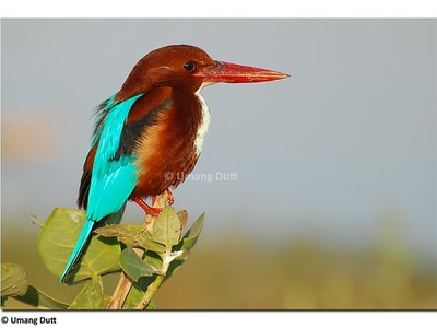 White‑throated kingfisher
