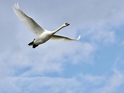 Whooper swan
