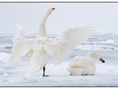 Whooper swan