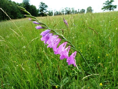 Wild gladiolus