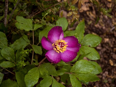 Wild peony