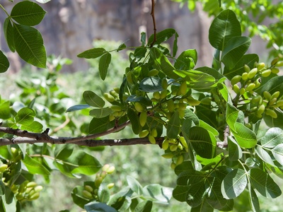 Wild pistachio (khinjuk) 