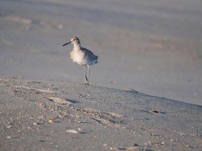Willet