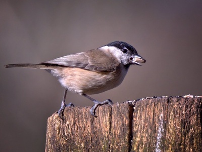 Willow Tit