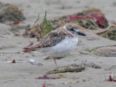 Wilson's plover