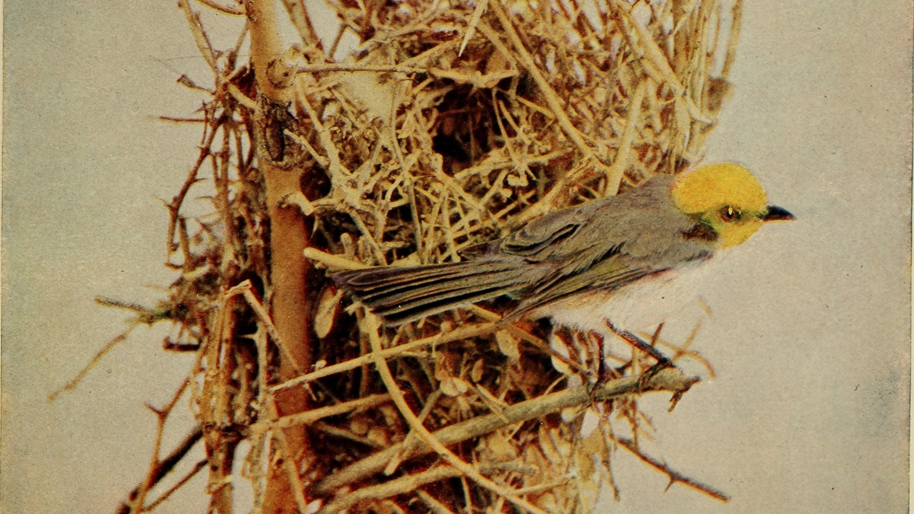 Witch hazel flowers and winter camellia blossoms