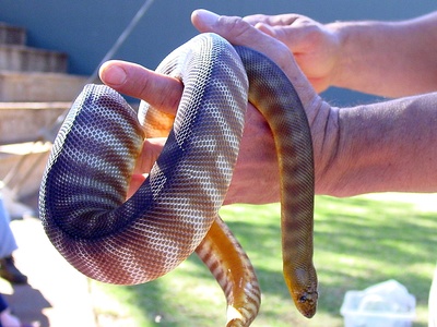 Woma python