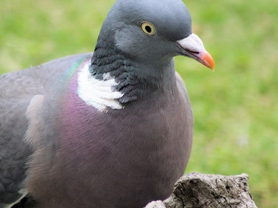 Wood Pigeon