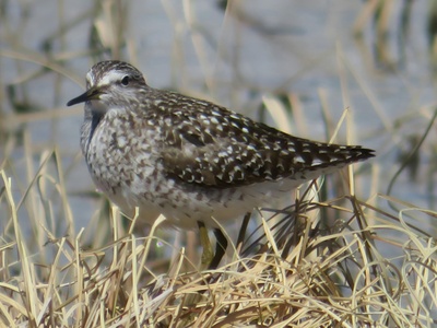 Wood Sandpiper