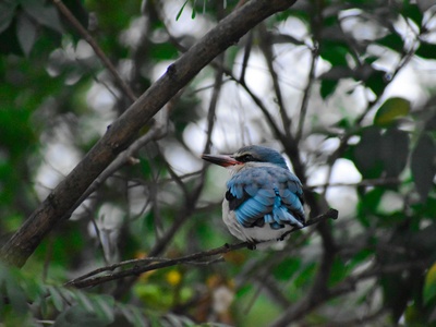 Woodland kingfisher