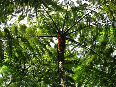 Xaxim (tree fern)