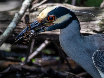 Yellow-crowned night-heron