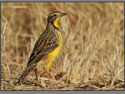 Yellow-throated Longclaw