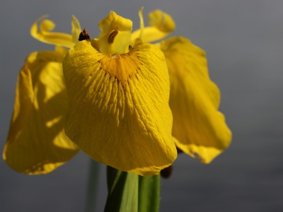 Yellow flag iris