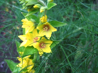 Yellow gentian