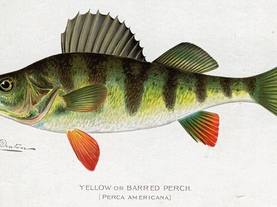 Yellow Perch