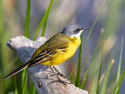 Yellow Wagtail