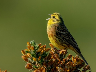 Yellowhammer