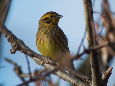 Yellowhammer