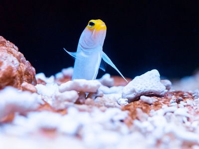 Yellowhead Jawfish