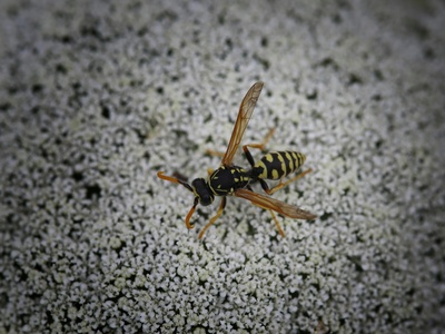 Yellowjackets/wasps/hornets