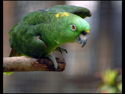Yellow‑naped Amazon