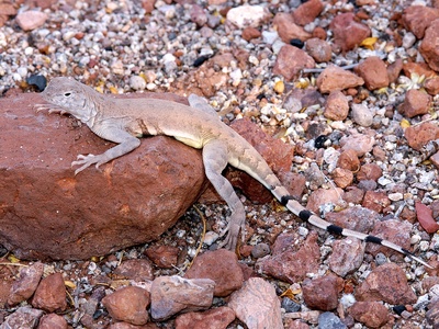 Zebra-tailed lizard