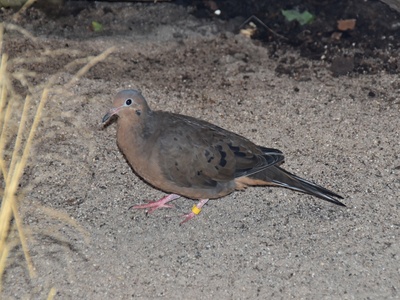 Zenaida dove
