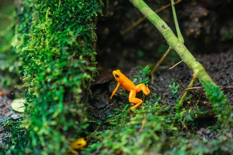Close-up of a vibrant orange frog among lush greenery, showcasing nature's vivid colors.