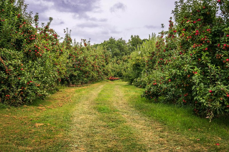 A scenic summer view of a lush apple orchard with red apples on trees along a grassy pathway.