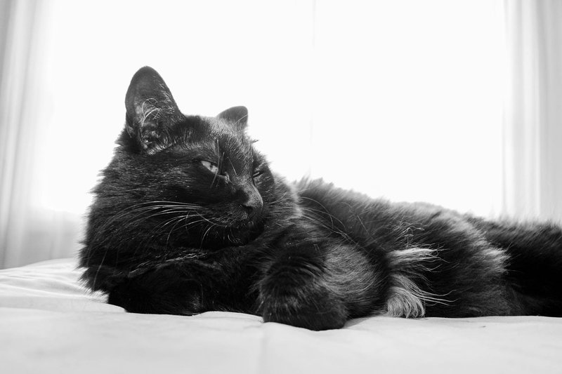 Black cat lounging gracefully captured in stylish black and white photography.