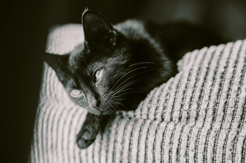 A serene black cat lounging on a striped couch, exuding calmness.
