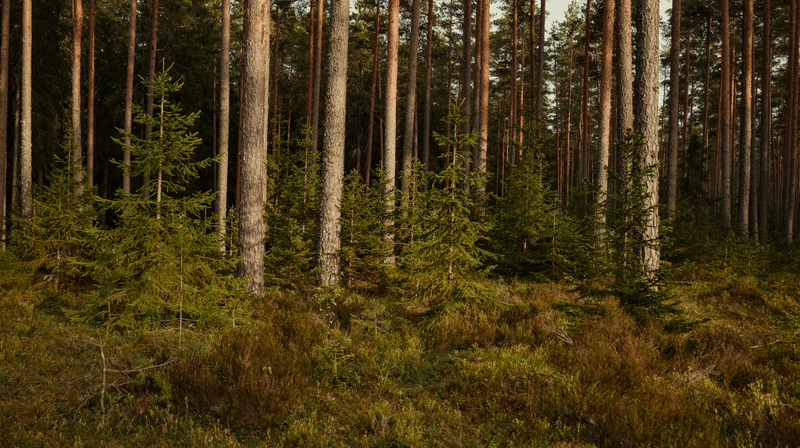 Discover the tranquil beauty of a lush boreal forest with towering conifer trees.