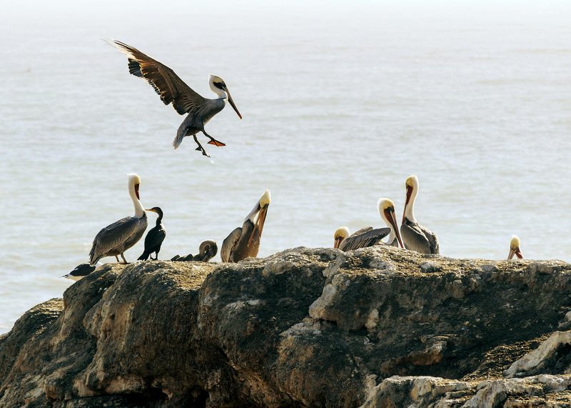 A group of pelicans and seabirds perched on rocky coastal outcrops with an ocean backdrop.