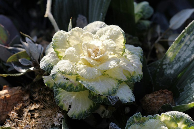 A close-up of a frost-covered ornamental cabbage in a Dutch winter garden, showcasing textured leaves and icy details.
