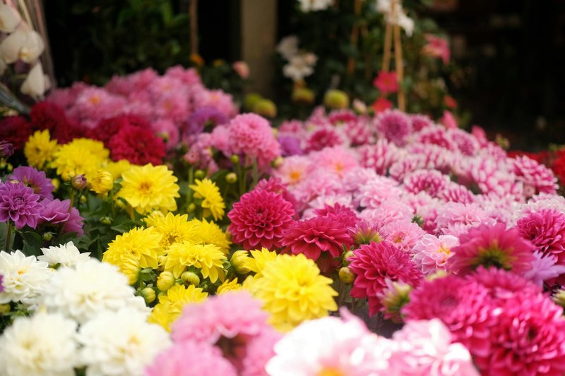 Colorful close-up of blooming dahlias showcasing vibrant pink, yellow, and white petals.