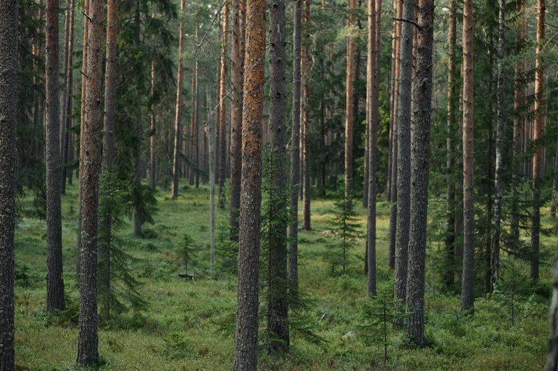Serene view of a lush evergreen forest with tall conifer trees and dense greenery.