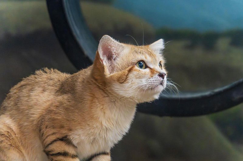 Adorable sand cat with large ears in a natural setting, showcasing its sandy fur and distinctive features.