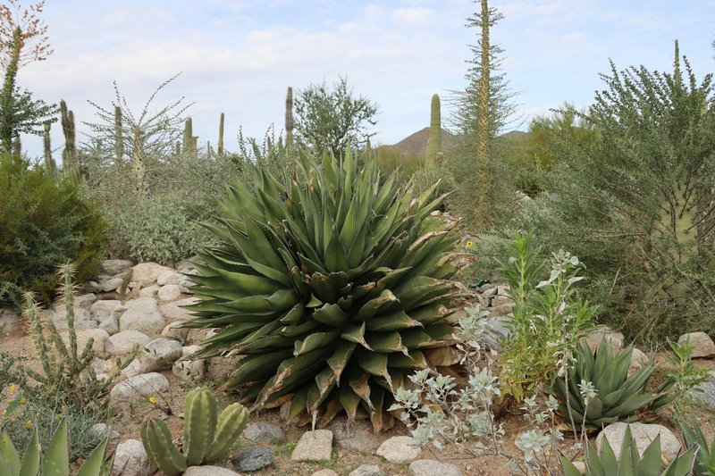 Vibrant desert scene with agave and cacti under clear skies in Tucson, Arizona.