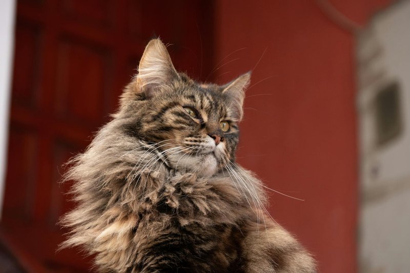 Close-up of a Maine Coon cat with fluffy fur and a majestic look.