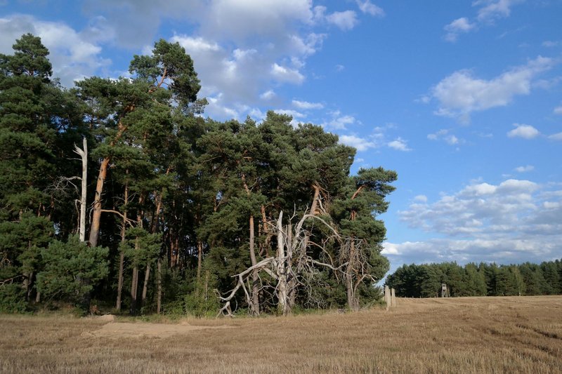 A calm forest scene with pine trees and clear sky, perfect for nature themes.